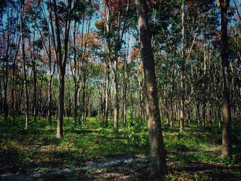 Trees in forest