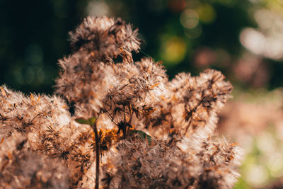 Close-up of plant