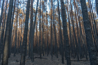 Low angle view of bamboo trees in forest