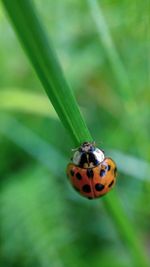 Close-up of ladybug on plant