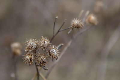 Close-up of dried thistle