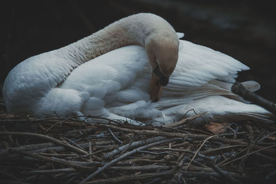 Close-up of swan in nest