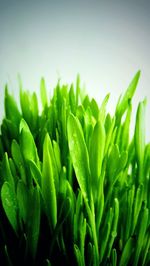 Close-up of fresh green plant in field