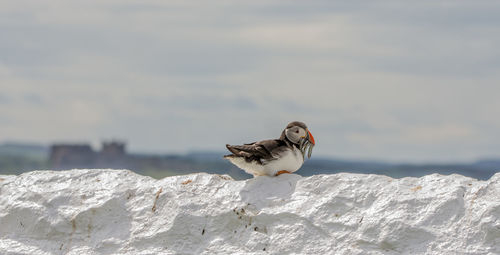Close-up of bird perching on shore against sky