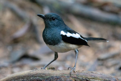 Close-up of bird perching on rock