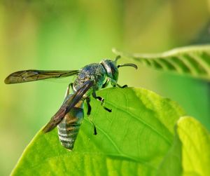 Close-up of insect on plant