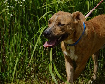 Dog looking away on field