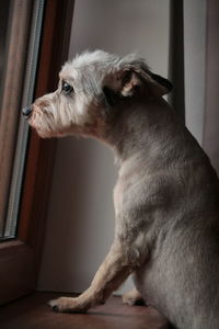 Close-up of dog looking through window