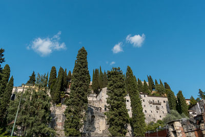 Panoramic shot of trees on landscape against blue sky