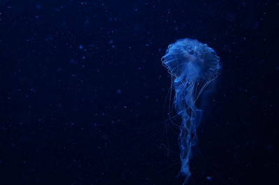 Close-up of jellyfish swimming in sea