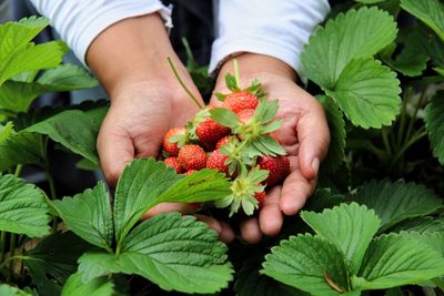 Midsection of woman holding strawberries