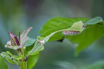 Close-up of flowering plant