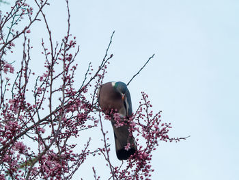 Low angle view of bird on branch against sky