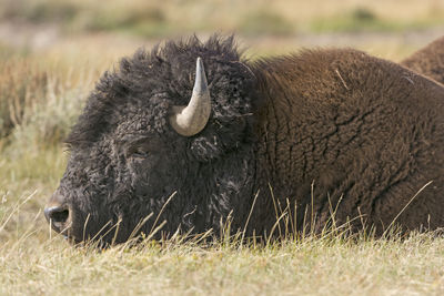 Close up of a bison on the plains in hayden valley in yellowstone national park