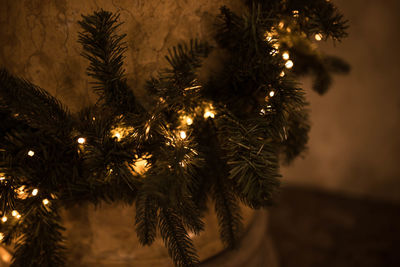 Close-up of christmas tree