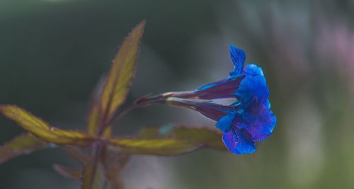 Close-up of blue flower