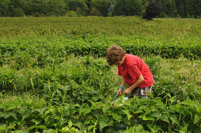 Boy holding bucket while walking amidst green bean plants on field