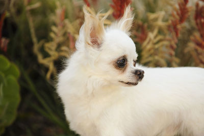 White chihuahua dog looking over shoulders