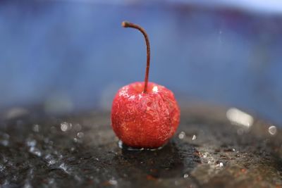 Red cherry on blue background.