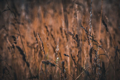 plant