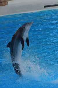 View of an animal in swimming pool