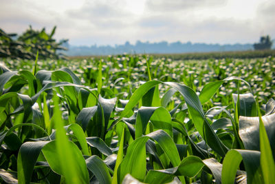 Plants growing on field