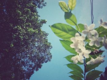 Low angle view of flower tree against clear sky