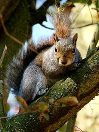 Close-up portrait of squirrel