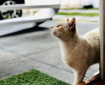 Close-up of a cat looking away