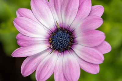Close up of a pink african daisy flower