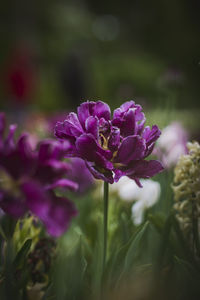 Close-up of purple flowering plant on field