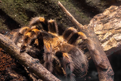 Close up of a mexican redknee tarantula 