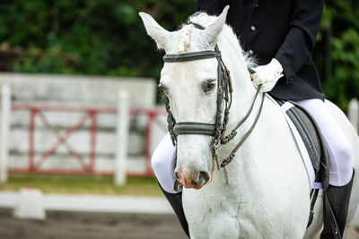 Close-up of horse standing on field