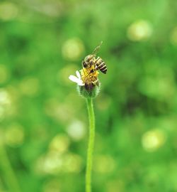 Close-up of bee pollinating on flower