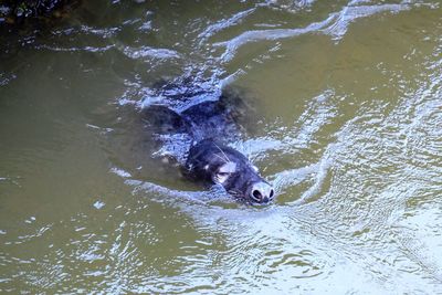 High angle view of turtle in lake