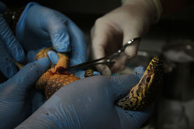 Cropped hands of surgeons operating lizard