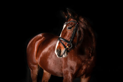 Close-up portrait of a horse