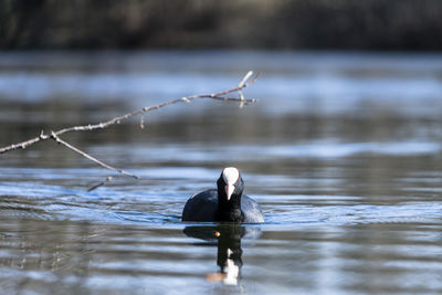 Bird swimming in lake