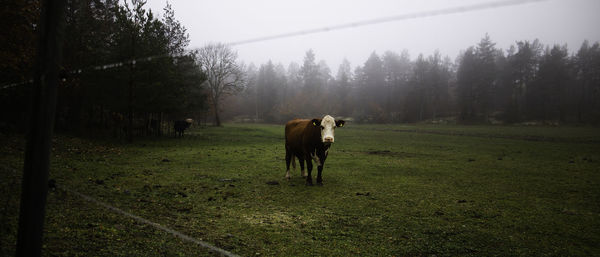 Cow standing in a field