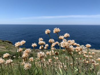 Typical flowers from costa da morte, in the atlantic zone of galicia