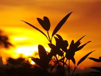 Close-up of flowers against sky at sunset