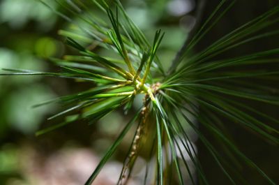 Close-up of fresh green plant