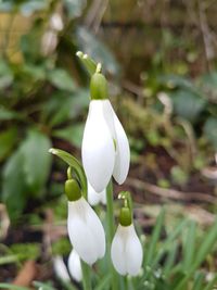 Close-up of white flower blooming outdoors