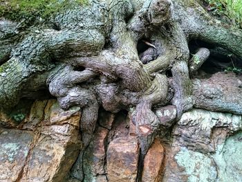 Full frame shot of tree trunk