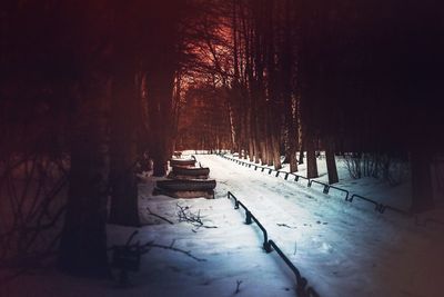 Snow covered trees in forest