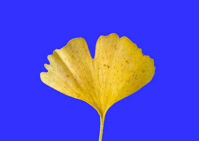 Close-up of yellow flower against blue background