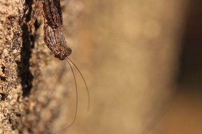 Close-up of insect