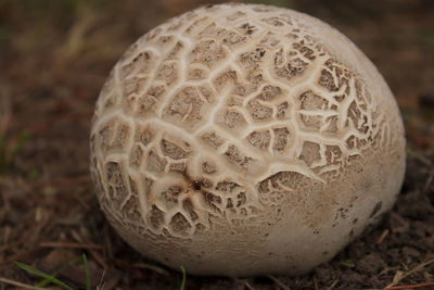 Close-up of bread on field