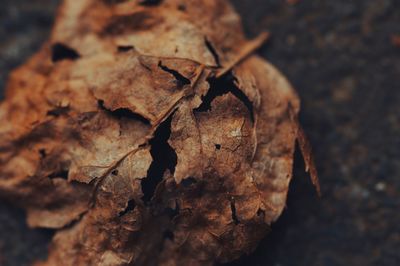 Close-up of dry maple leaves