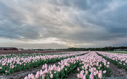 Panoramic view of purple flowers growing on field against sky